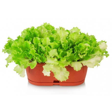 White Lollo lettuce seeds