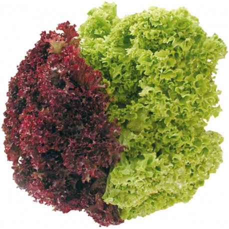 Mixed Lollo lettuce seeds