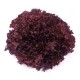 Red Lollo lettuce seeds