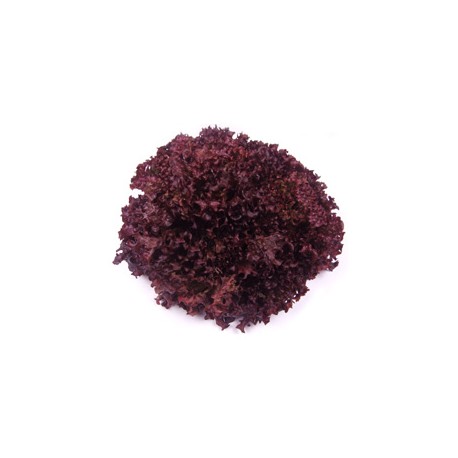 Red Lollo lettuce seeds