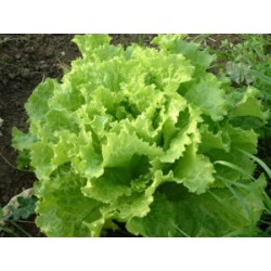 Green Lollo lettuce seeds
