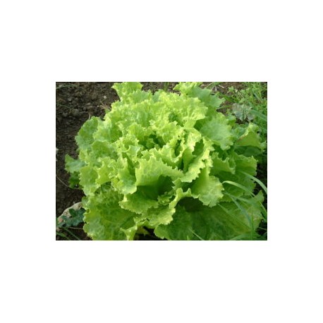 Green Lollo lettuce seeds