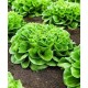 Frisygo white multi-leaf lettuce seeds