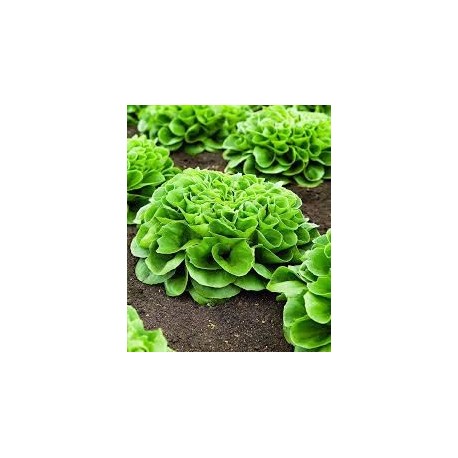 Frisygo white multi-leaf lettuce seeds