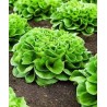 Frisygo white multi-leaf lettuce seeds