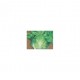 Romaserra Roman lettuce seeds
