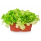 Romaserra Roman lettuce seeds