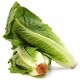 Dulcita roman lettuce seeds