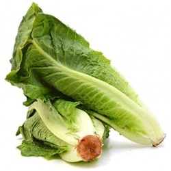 Dulcita roman lettuce seeds