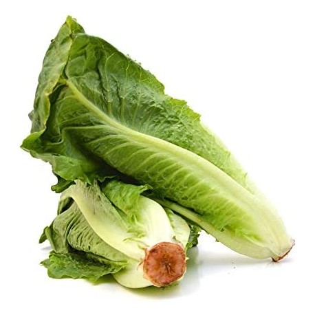 Dulcita roman lettuce seeds