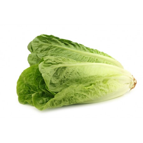 Duna roman lettuce seeds