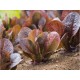 Red roman lettuce seeds