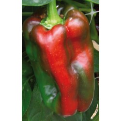Alceo elongated red pepper seeds
