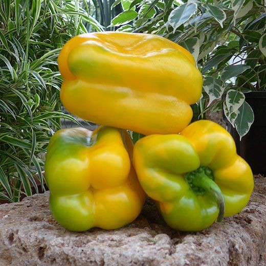 Peperone Giallo (al Kg) – Bio FVG - Foto 12