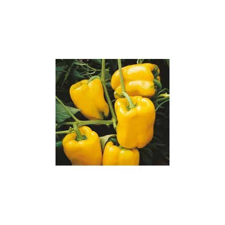 Nestor elongated yellow pepper seeds