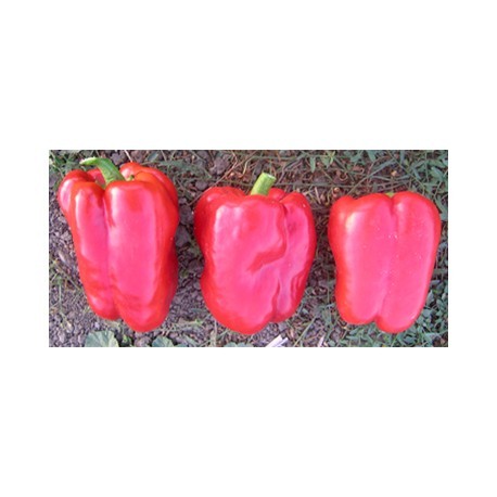 Favilla elongated red pepper seeds