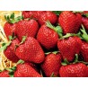 Everbearing Strawberry Seeds
