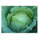 "Conquista" savoy cabbage seeds