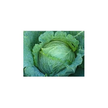 "Conquista" savoy cabbage seeds