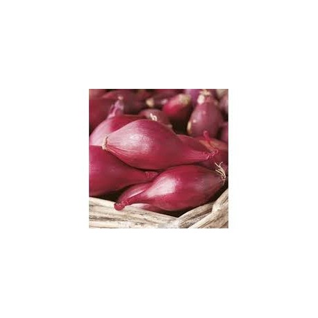 Red Long Tropea Onion Seeds