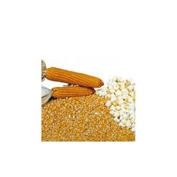 Semi mais per popcorn