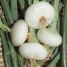 May White Flat Onion Seeds