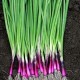 Red Bunching Onion Seeds