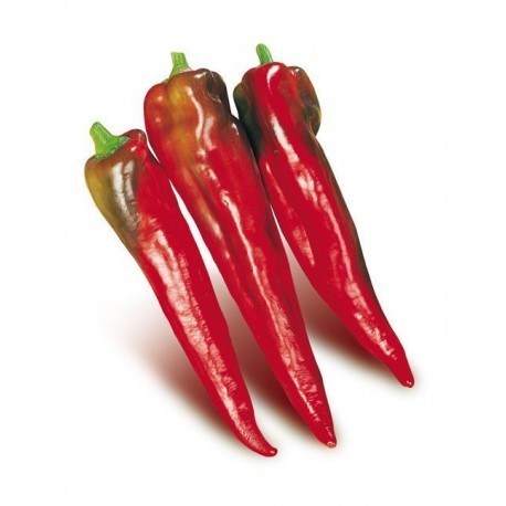 Red Bull Horn pepper seeds