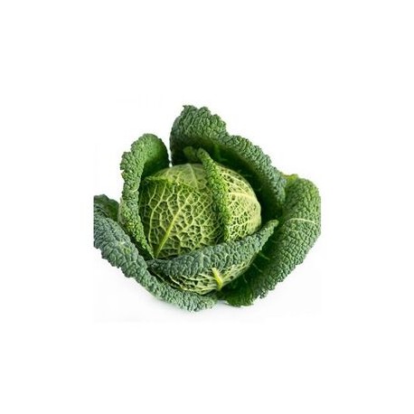 "Emerald" savoy cabbage seeds