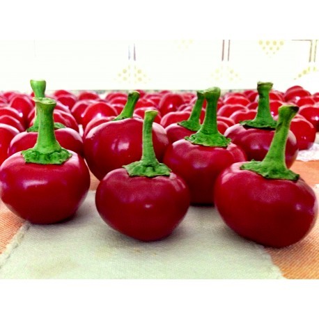 Rodeo hot pepper seeds