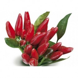 Bunched hot pepper seeds
