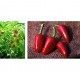 Dog's Nose chilli pepper seeds