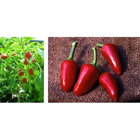 Dog's Nose chilli pepper seeds