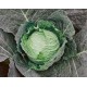 Tundra savoy cabbage seeds