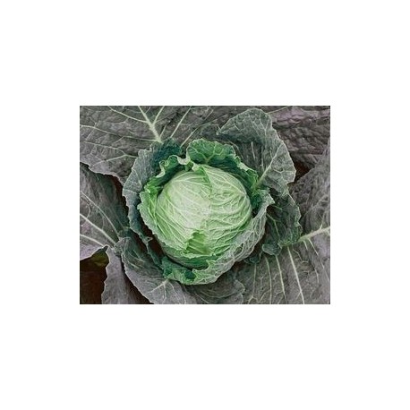 Tundra savoy cabbage seeds