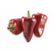 Benevento Pizzotello pepper seeds