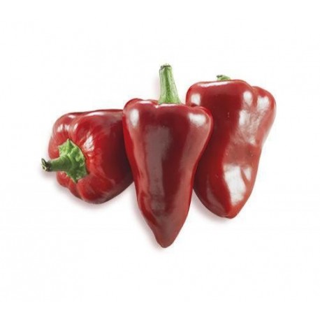 Benevento Pizzotello pepper seeds