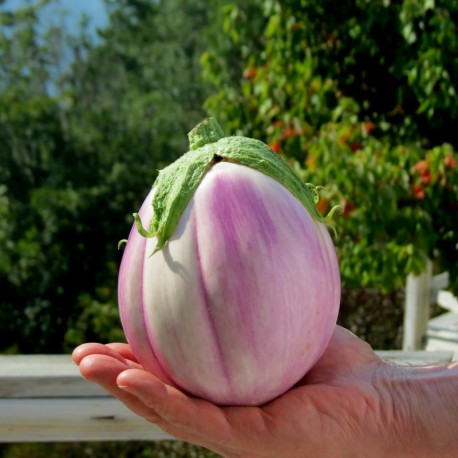 Semi melanzana tonda bianca sfumata rosa