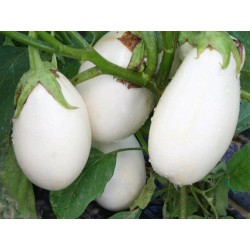 Semi melanzana ovale bianca