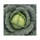 "Tourmaline" savoy cabbage seeds