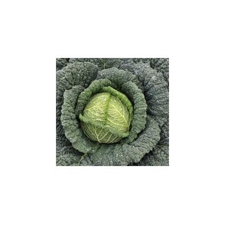 "Tourmaline" savoy cabbage seeds