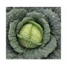 "Tourmaline" savoy cabbage seeds