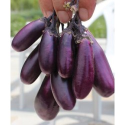 Semi di melanzana a grappolo sott'olio