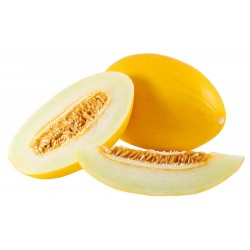Semi melone giallo inverno zecchino