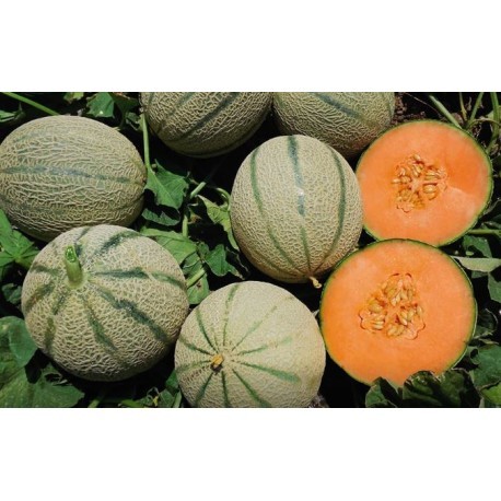 Semi melone francesino