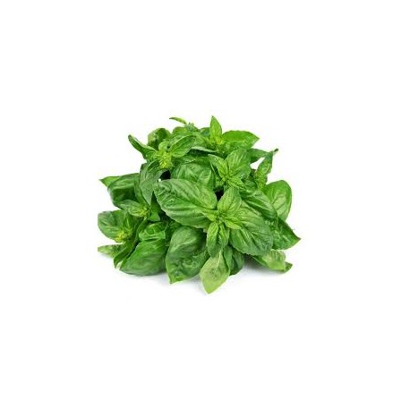 Genovese Basil Seeds