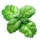 Lettuce Leaf Basil seeds