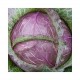 "Deaton" red savoy cabbage seeds