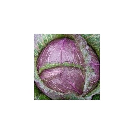 "Deaton" red savoy cabbage seeds