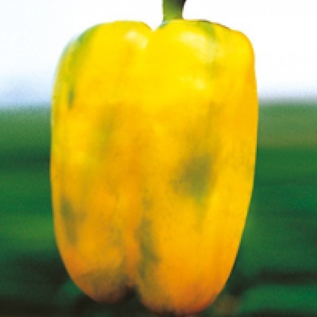 Gold Queen squared  yellow pepper seeds